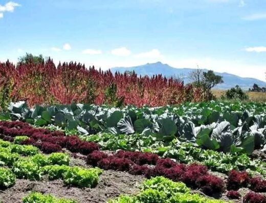Donde comprar orgánico Donde comprar sano Busco agroecológico Busco orgánico.com