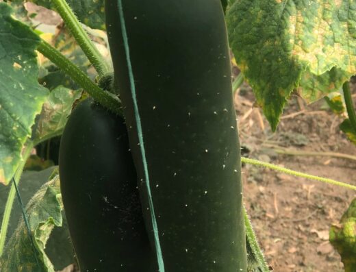 Donde comprar orgánico Donde comprar sano Busco agroecológico Busco orgánico.com